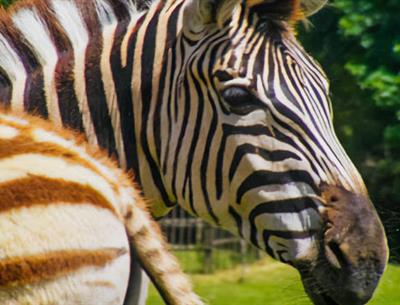 Zoo de La Palmyre - Camping Les Nonnes