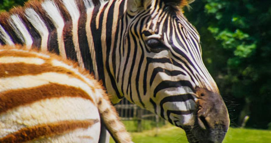 Zoo de La Palmyre - Camping Les Nonnes
