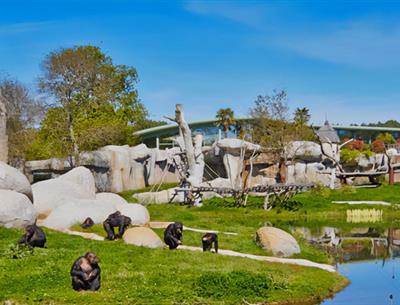 Zoo de La Palmyre - Camping Les Nonnes